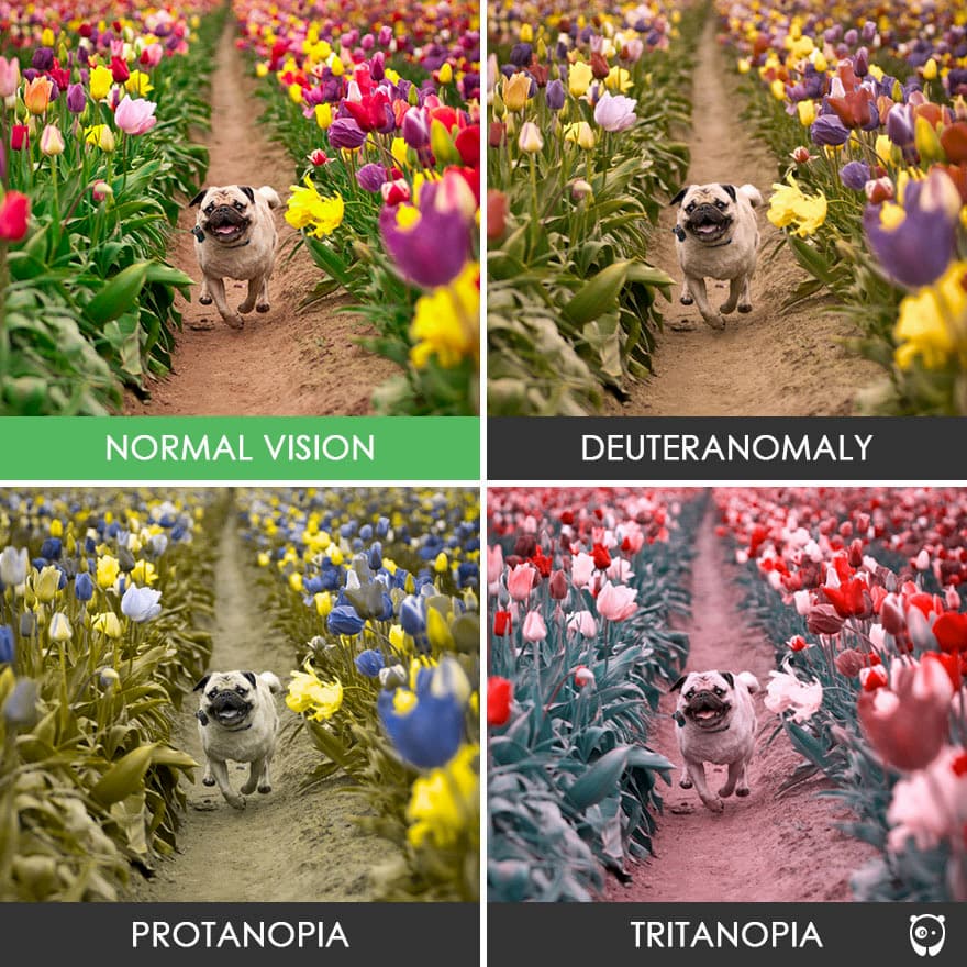 Normal vision compared to other forms of color deficiency such as deuteranomaly